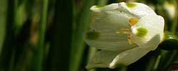 Cuidados de la planta bulbosa Leucojum aestivum o Campanilla de verano.