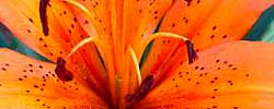 Care of the plant Lilium bulbiferum or Orange lily.
