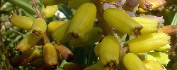 Cuidados de la planta bulbosa Muscari macrocarpum o Jacinto de uva amarillo.