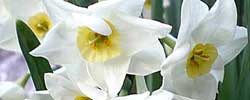 Cuidados de la planta bulbosa Narcissus tazetta o Narciso de ramillete.