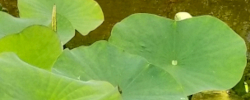 Care of the plant Nelumbo nucifera or Sacred lotus.
