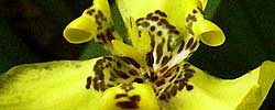 Cuidados de la planta rizomatosa Neomarica longifolia o Iris caminante amarillo.