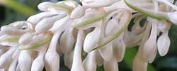 Cuidados de la planta Ophiopogon jaburan o Barba de serpiente.