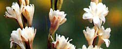 Cuidados de la planta tuberosa Polianthes tuberosa o Nardo.