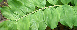 Care of the rhizomatous plant Polygonatum odoratum or Solomon's-Seal.