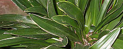 Care of the rhizomatous plant Rohdea japonica or Japanese sacred lily.