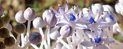 Cuidados de la planta bulbosa Scilla latifolia o Cebolla albarrana mayor.