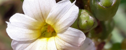 Care of the plant Sisyrinchium striatum or Pale yellow-eyed grass.