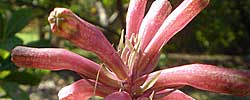 Cuidados de la planta bulbosa Veltheimia bracteata o Lirio de bosque.