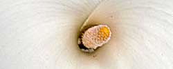 Care of the plant Zantedeschia aethiopica or Calla lily.