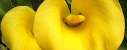 Care of the rhizomatous plant Zantedeschia elliottiana or Golden calla lily.
