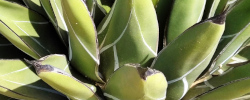 Cuidados de la planta Agave ferdinandi-regis o Agave nickelsiae.