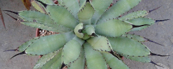 Care of the succulent plant Agave macroacantha or Black-spined agave.