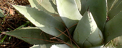 Care of the plant Agave parryi or Mescal agave.