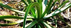 Care of the plant Agave vilmoriniana or Octopus agave.