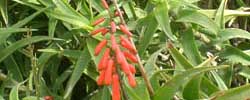 Cuidados de la planta crasa Aloe ciliaris o Áloe trepador.