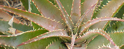 Cuidados de la planta Aloe x spinosissima o Áloe araña.
