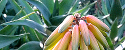 Care of the plant Aloe tenuior or Fence aloe.