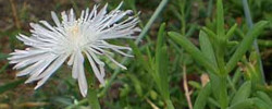 Cuidados de la planta Aridaria brevicarpa o Mesembryanthemum brevicarpum.