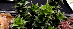 Cuidados de la planta Astroloba foliosa o Astroloba foliolosa.