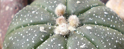 Care of the plant Astrophytum asterias or Sand Dollar Cactus.