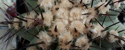 Care of the plant Copiapoa marginata or Echinocactus marginatus.