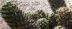 Care of the cactus Coryphantha octacantha or Cactus octacanthus.