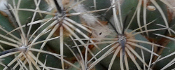 Care of the cactus Coryphantha ottonis or Indian Head.