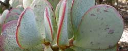 Care of the succulent plant Crassula arborescens or Silver jade plant.