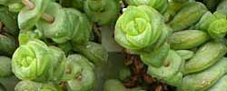 Cuidados de la planta suculenta Crassula marnieriana o Collar de jade.