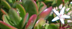 Cuidados de la planta Crassula ovata o Árbol de jade.
