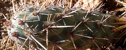 Care of the cactus Cylindropuntia prolifera or Coast cholla.