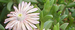 Cuidados de la planta suculenta Delosperma rileyi o Planta de hielo.