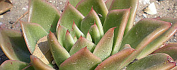 Care of the succulent plant Echeveria agavoides or Lipstick Echeveria.