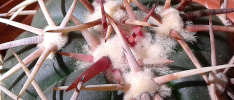 Care of the cactus Echinocactus horizonthalonius or Turk's Head Cactus.