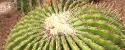 Care of the cactus Echinocactus platyacanthus or Giant Barrel Cactus.