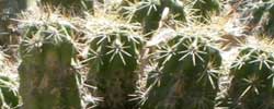 Care of the plant Echinocereus cinerascens or Cereus cinerascens.