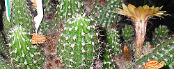 Care of the cactus Echinopsis chamaecereus or Peanut Cactus.