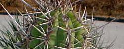 Cuidados de la planta Echinopsis chiloensis o Quisco.