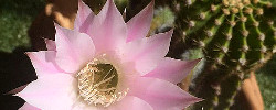 Care of the plant Echinopsis oxygona or Easter Lily cactus.