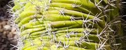 Cuidados de la planta Echinopsis pachanoi o Cactus de San Pedro.