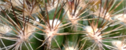 Care of the plant Eriosyce curvispina or Cactus curvispinus.