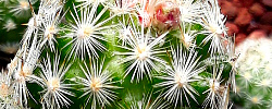 Care of the plant Escobaria sneedii or Sneed's Pincushion Cactus.