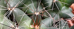 Care of the cactus Escobaria vivipara or Spinystar.