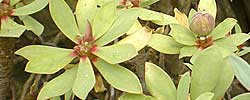 Care of the plant Euphorbia balsamifera or Balsam spurge.