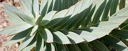Care of the plant Euphorbia bivonae or Euphorbia fruticosa.