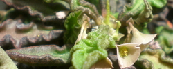 Care of the succulent plant Euphorbia cap-saintemariensis or Euphorbia decaryi.