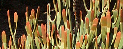 Care of the plant Euphorbia enterophora or Milk-bush spurge.