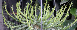 Care of the plant Euphorbia flanaganii or Medusa's Head.