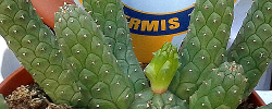 Cuidados de la planta suculenta Euphorbia inermis o Corona verde.